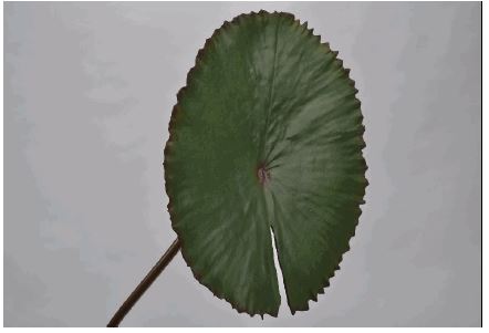 Líneas Interiores - Hoja de lirio de agua verde 74cm